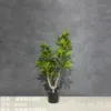 "Fresh and clean plants" details Picture